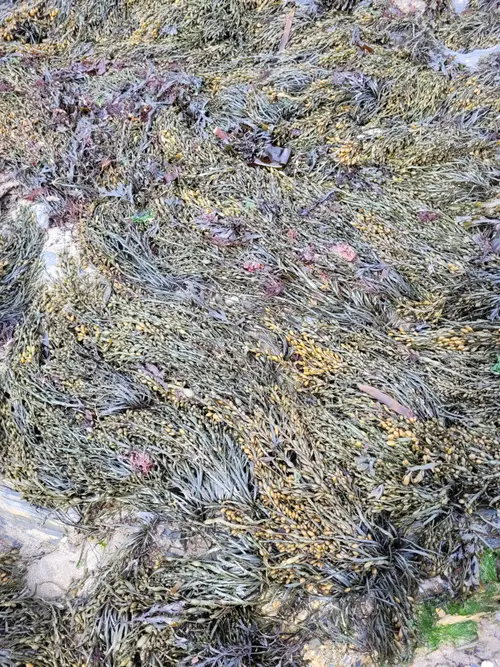 Organic73 texture