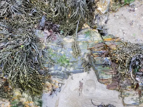 Organic75 texture