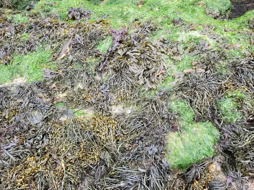 Organic78 texture