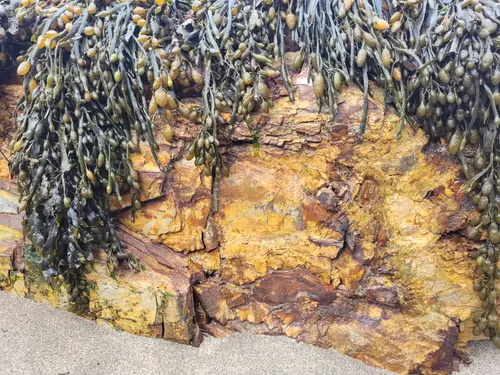 Organic79 texture