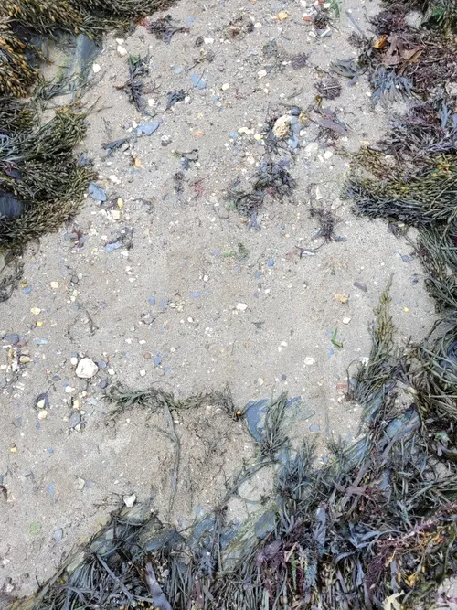 Organic80 texture