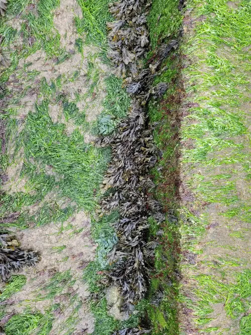 Organic84 texture