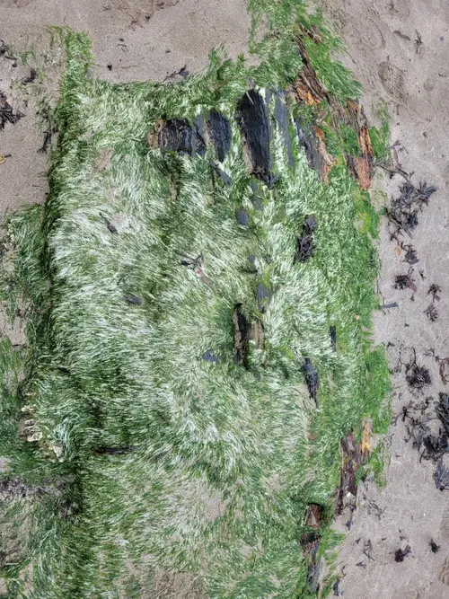 Organic86 texture