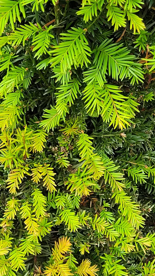 Organic115 texture