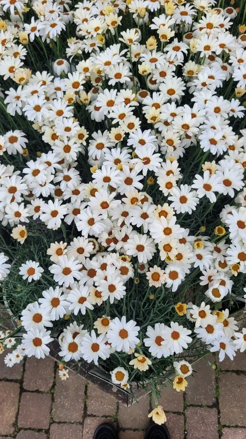 Organic119 texture