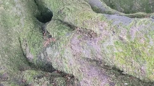 Organic124 texture