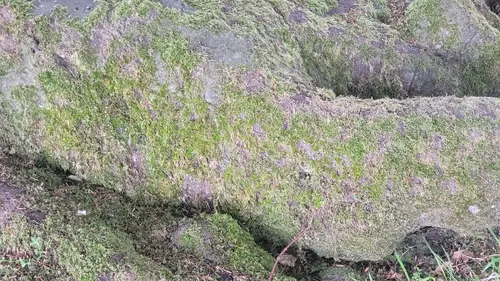 Organic125 texture
