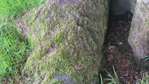Organic126 texture