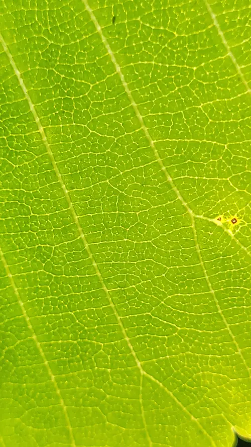 Organic151 texture