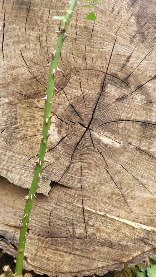 Organic159 texture