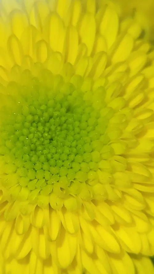 Organic161 texture