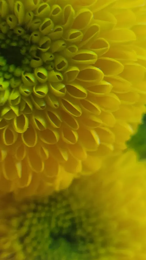 Organic164 texture