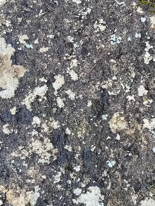 Stone50 texture
