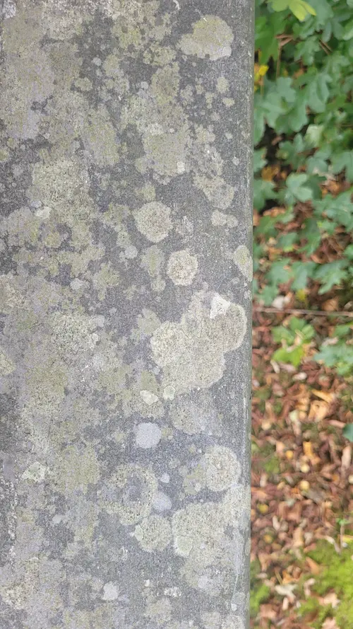 Stone71 texture
