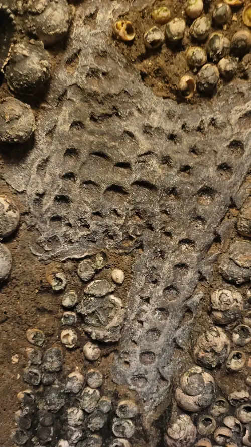 Stone133 texture