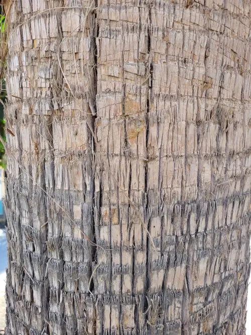 Wood1 texture