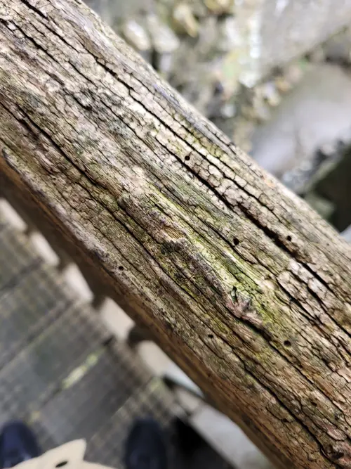 Wood8 texture