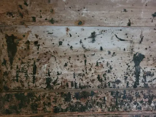 Wood15 texture