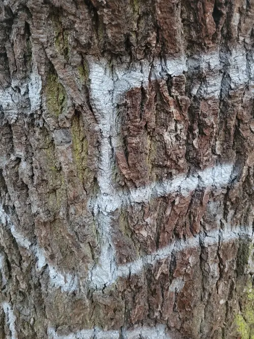 Wood27 texture