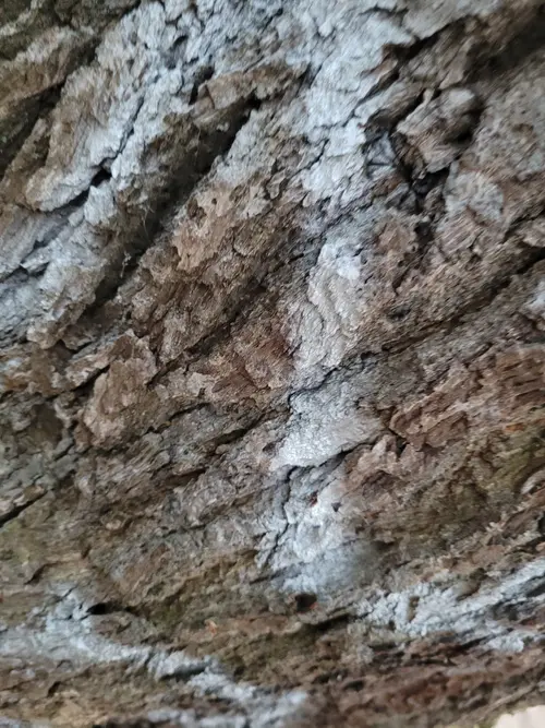 Wood29 texture