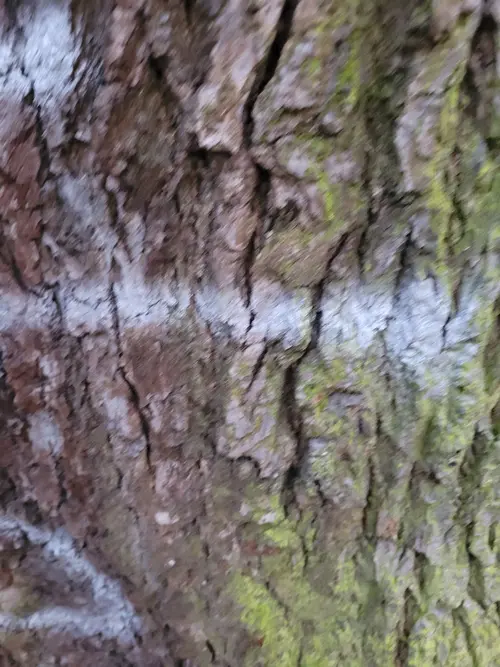 Wood30 texture
