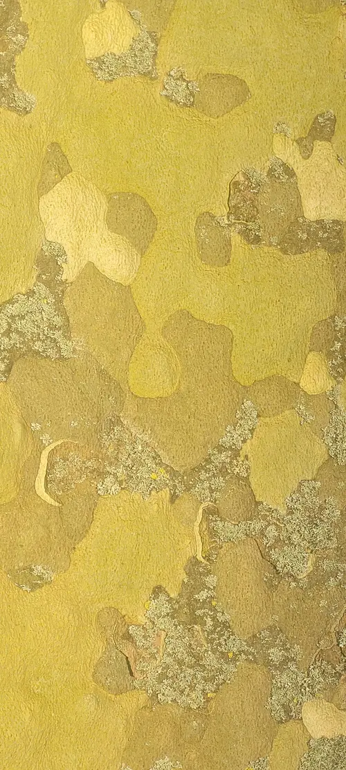 Wood38 texture