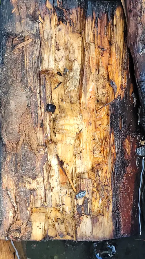 Wood52 texture