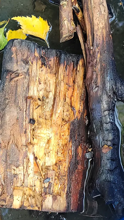 Wood56 texture